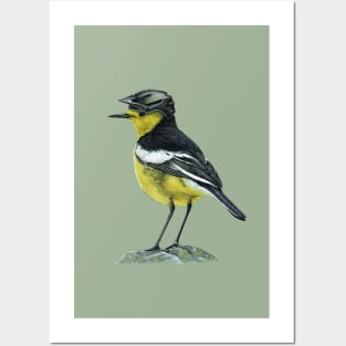 Citrine wagtail Posters and Art